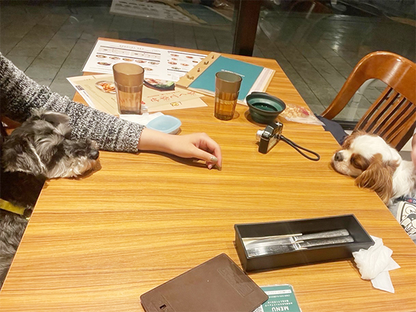 卒業犬のほたるちゃんとシェイクちゃん♪